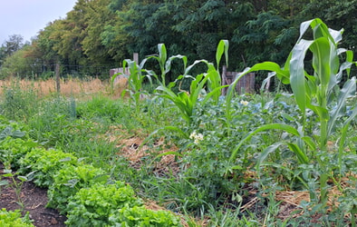 Hofzeit am 27.Juli um 11:00 mit Einführungen und Verabschiedungen 